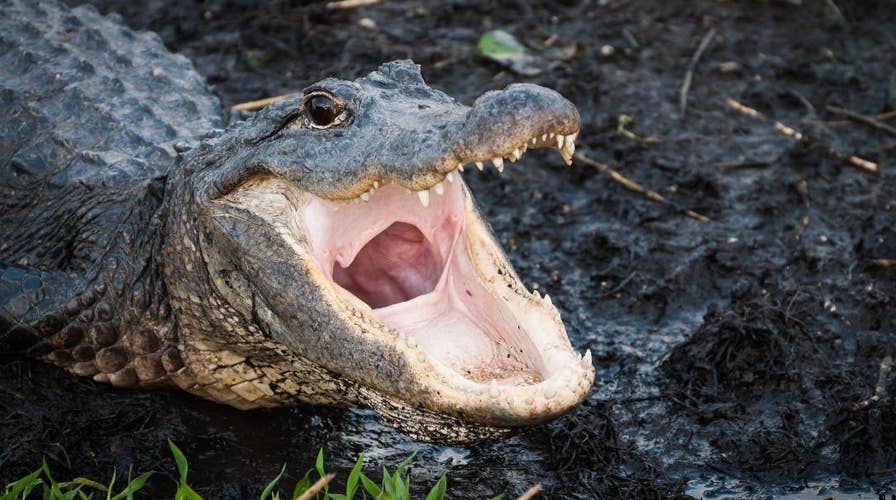 Alligator surprises homeowner, bangs on glass