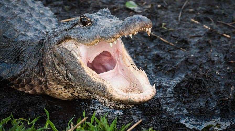 Alligator surprises homeowner, bangs on glass