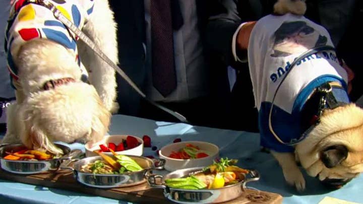 NYC restaurant creates a menu just for your dog