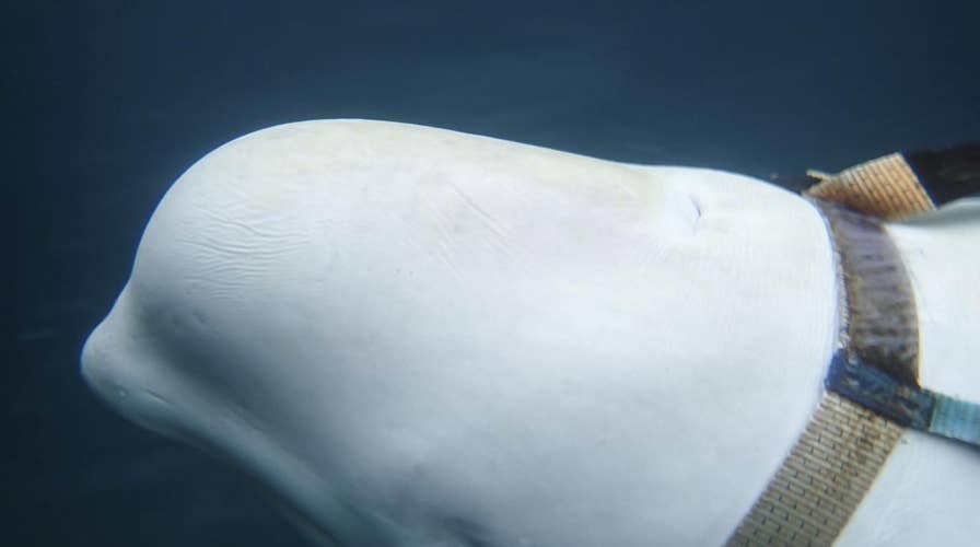 Experts say white beluga whales are potentially being used as Russian military ‘spies’