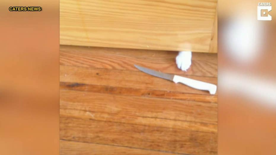 Twitter Reacts To Video Showing Cat Slide Knife Under Bathroom