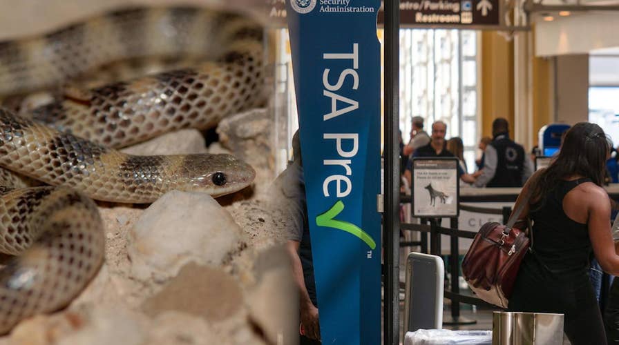 The craziest things confiscated by the TSA