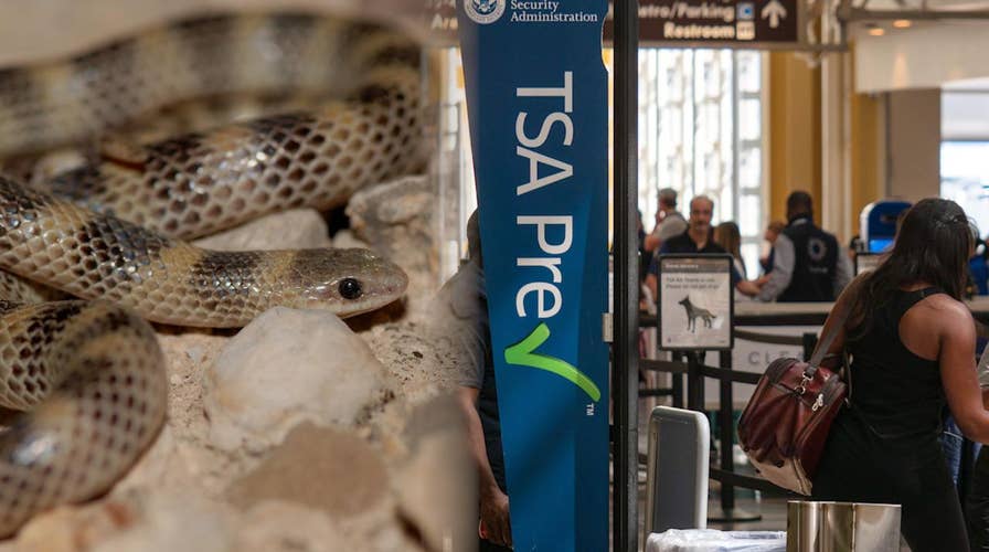 The craziest things confiscated by the TSA
