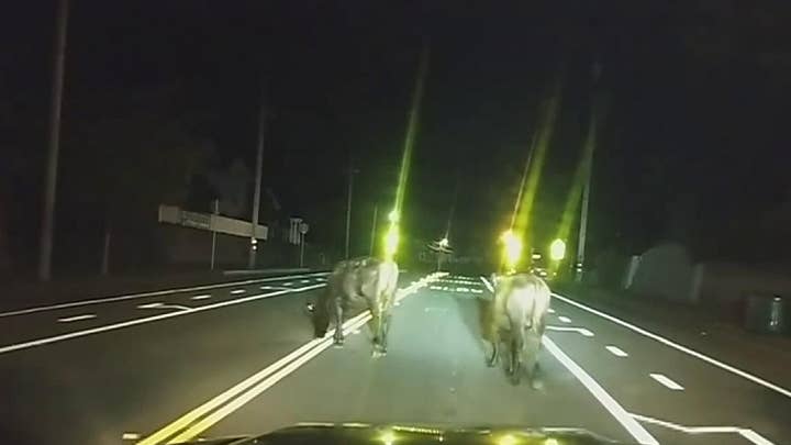 Rogue cows get police escort home after wandering away from the field