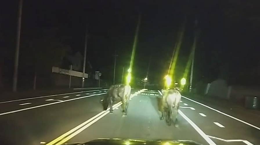 Rogue cows get police escort home after wandering away from the field