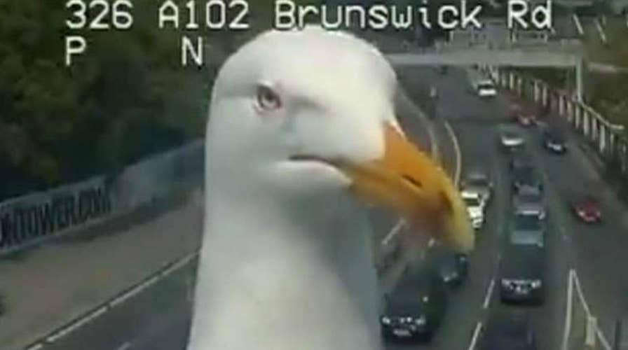 Seagull stands in for traffic reporter on London news program