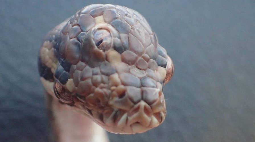 Mutant snake with three working eyes found in Australia