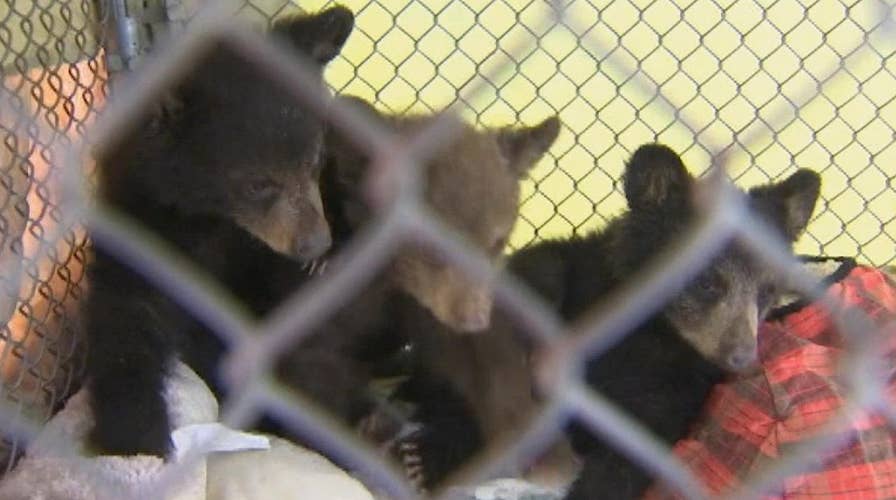 Arizona trooper rescues three bears cubs
