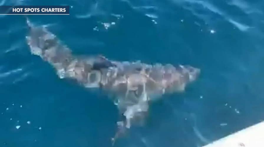 Great white shark surprises Florida charter fishing boat