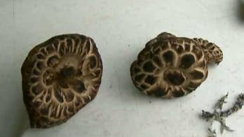 Denver to vote this week on decriminalizing magic mushrooms