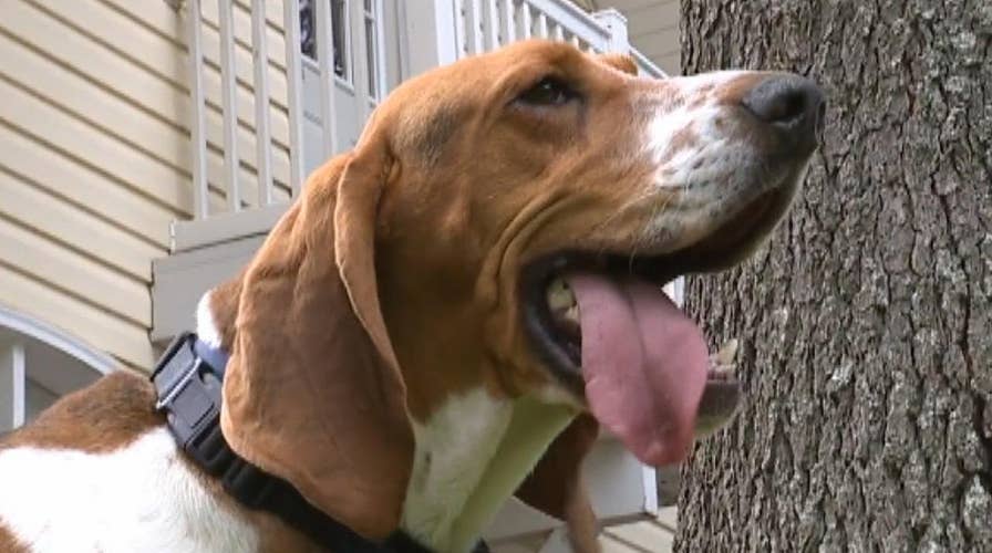 Rescue dog credited with saving children from possible kidnapping