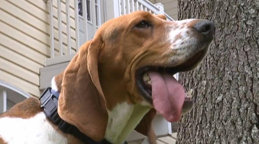 Rescue dog credited with saving children from possible kidnapping