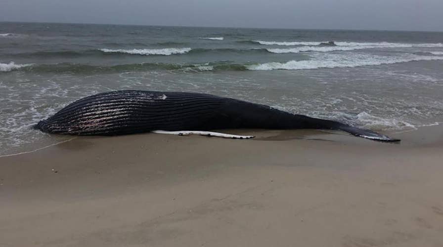 Dead 37-foot humpback whale washes up on New York beach in state’s first stranding of year: officials