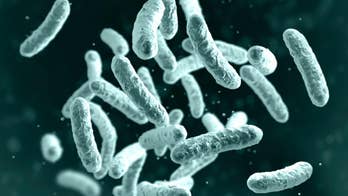 Bubonic plague deaths quarantine American tourists in Mongolia