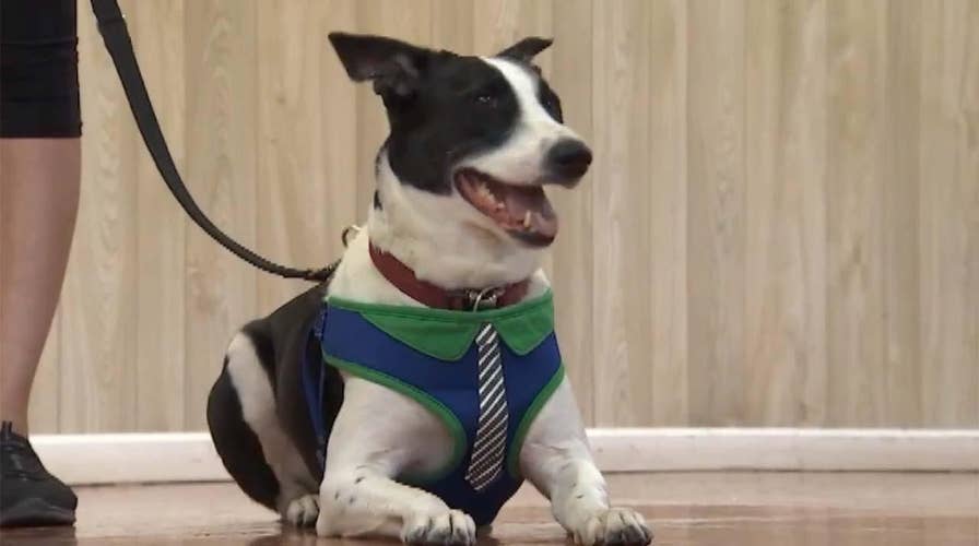 Dog rescued from the streets of Saudi Arabia finds a new home in the US