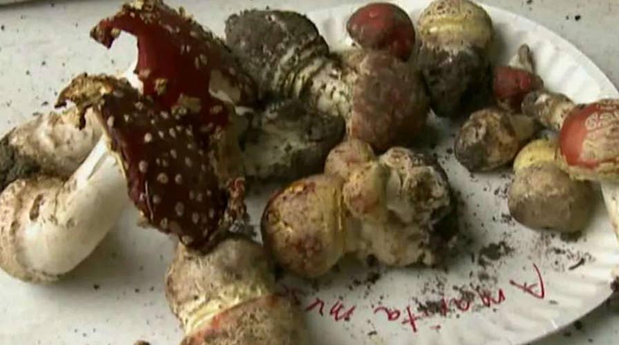 Denver, Colorado votes on decriminalizing hallucinogenic mushrooms