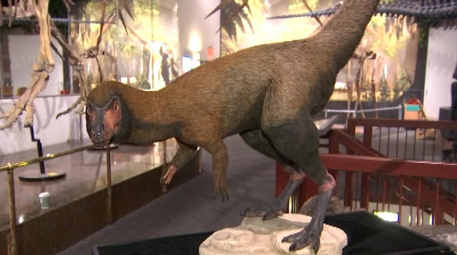 Scientists identify smaller cousin of 9-ton Tyrannosaurus rex