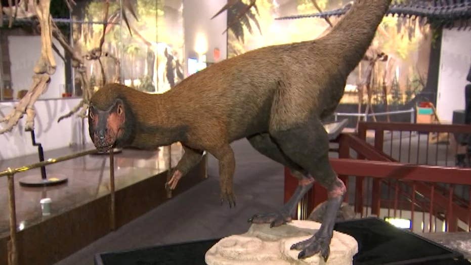 new tyrannosaurus rex discovery