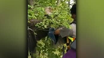 Injured bald eagle rescued from floodwaters after becoming trapped