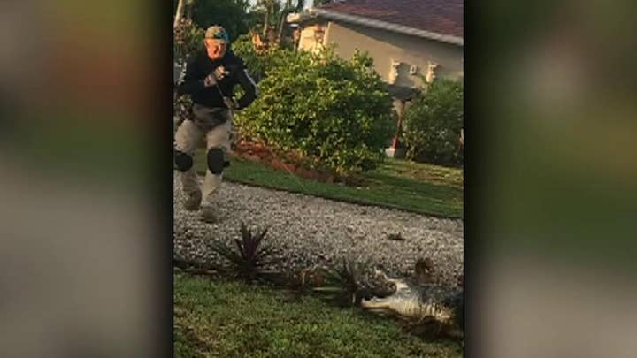 Raw video: Alligator wrangled by police officers next to school bus stop