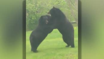 Two black bears caught in intense fight in New Jersey yard