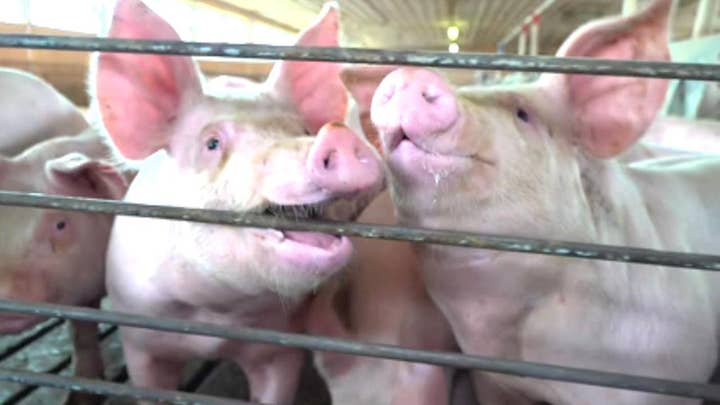 New tariff hike puts pressure on US hog farmers