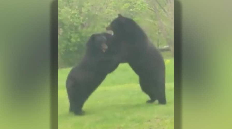 Two bears fight each other in front yard of New Jersey home