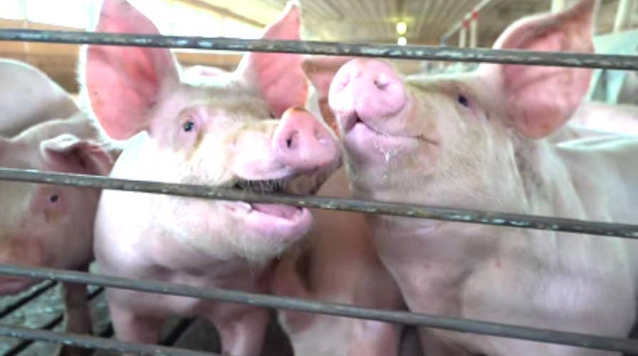 New tariff hike puts pressure on US hog farmers