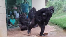 Gorillas make hilarious attempts to avoid rainfall at South Carolina zoo in viral video