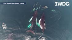 Humpback whales, dolphins seen ‘socializing’ off Irish coast in stunning video