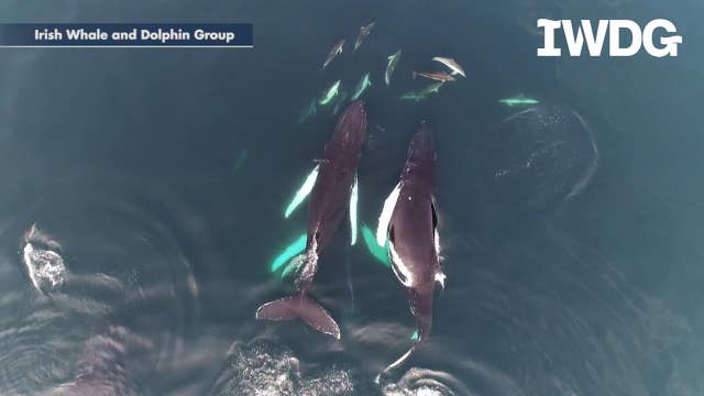 Humpback whales swim with dolphin pod off the coast of Ireland