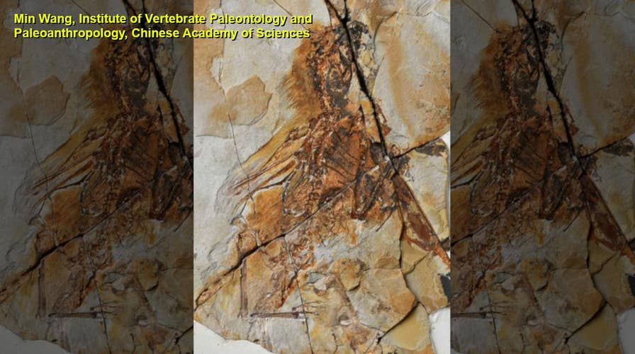 Bat-winged dinosaur discovered in China