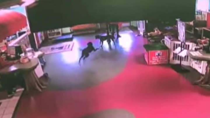 Dog runs over a mile to reunite with buddies at pet daycare facility