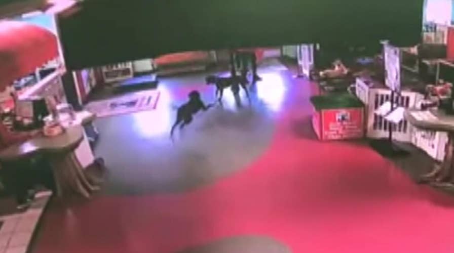 Dog runs over a mile to reunite with buddies at pet daycare facility