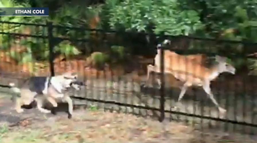 German Shepherd plays tag with deer in Florida