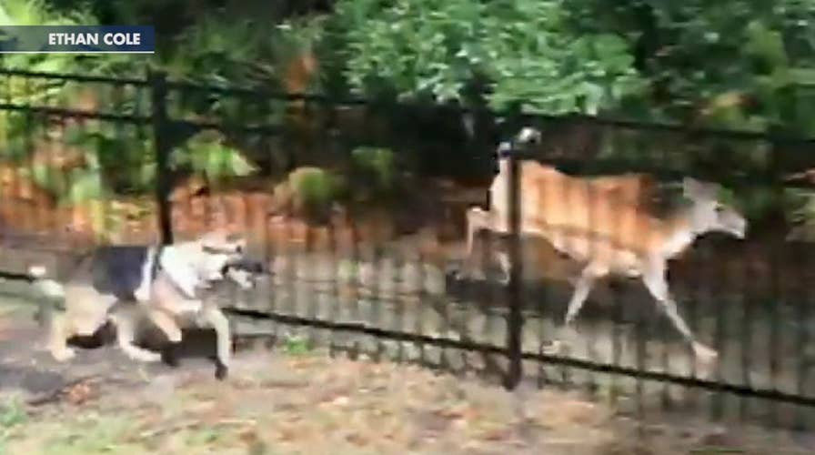 German Shepard plays tag with deer in Florida