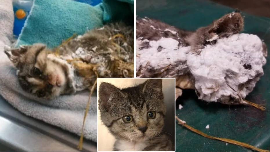 Kitten Discovered Encased In Spray Foam Hanging Upside