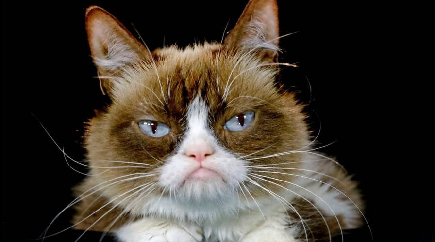Internet sensation Grumpy Cat, 7, dead after 'complications' from infection
