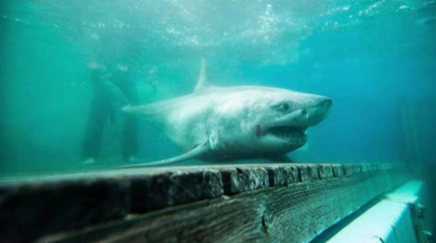 Great white shark tracked in Long Island Sound