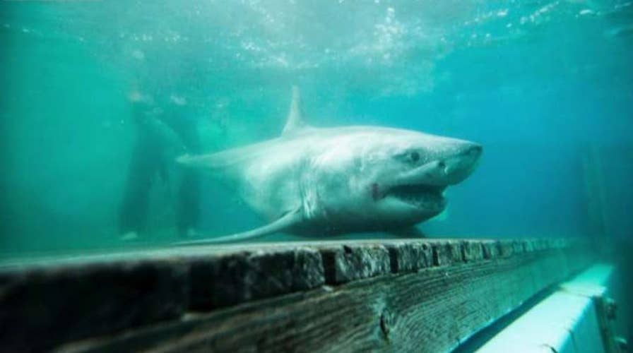 Great white shark tracked in Long Island Sound