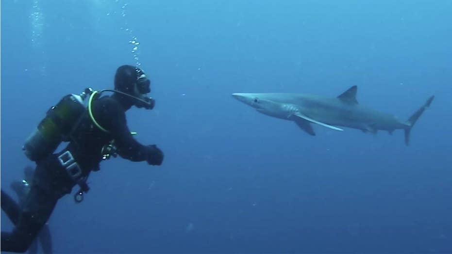 Shark attack in Seychelles leaves tourist with serious arm injuries