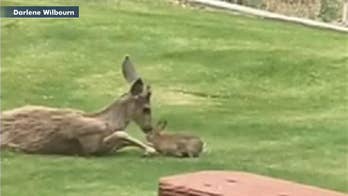 Washington woman captures real-life ‘Bambi’ moment in cute video