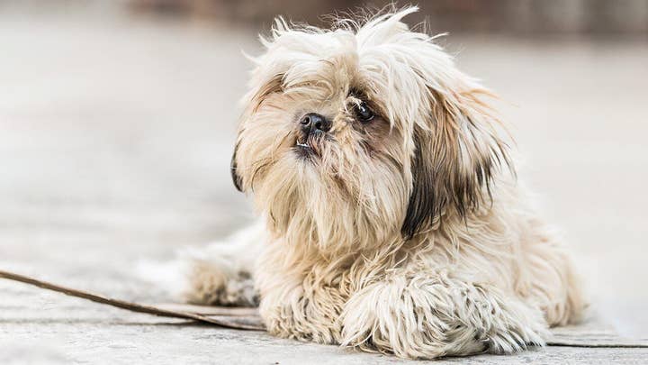 Virginia woman has healthy dog euthanized as a part of her will