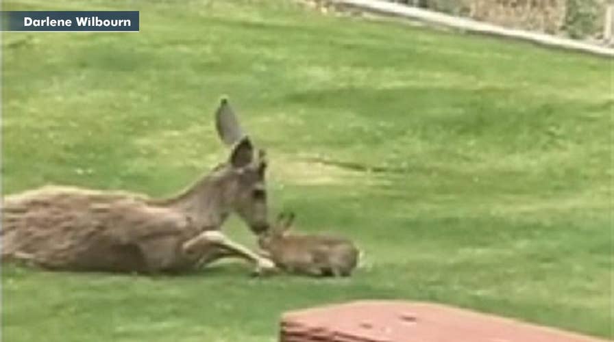 Real-life 'Bambi' moment caught on video as deer and bunny snuggle in Washington resident's lawn