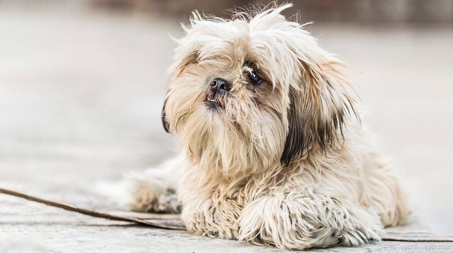 Virginia woman has healthy dog euthanized as a part of her will