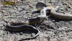 WARNING GRAPHIC IMAGES: Enormous python swallows even bigger python, but can't handle it