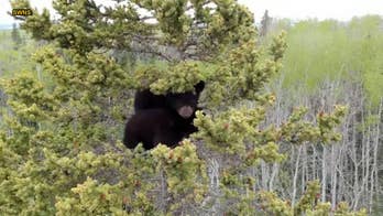Orphaned bear cubs rescued from huge spruce tree in remarkable video