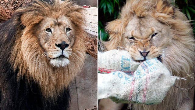 Two beloved African lions die of old age at California zoos