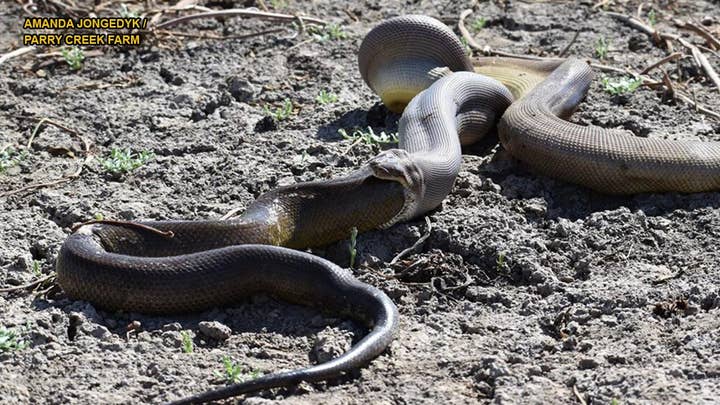 GRAPHIC IMAGES: Python swallows bigger snake, and it ends badly