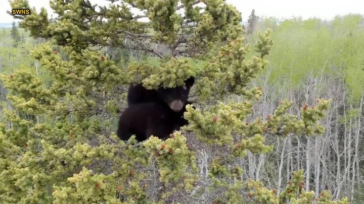 Orphaned bear cubs rescued from huge spruce tree in remarkable video